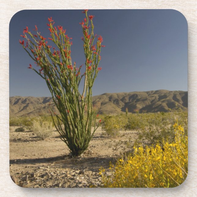 Ocotillo and desert senna drink coaster (Front)