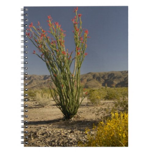 Ocotillo and desert senna notebook