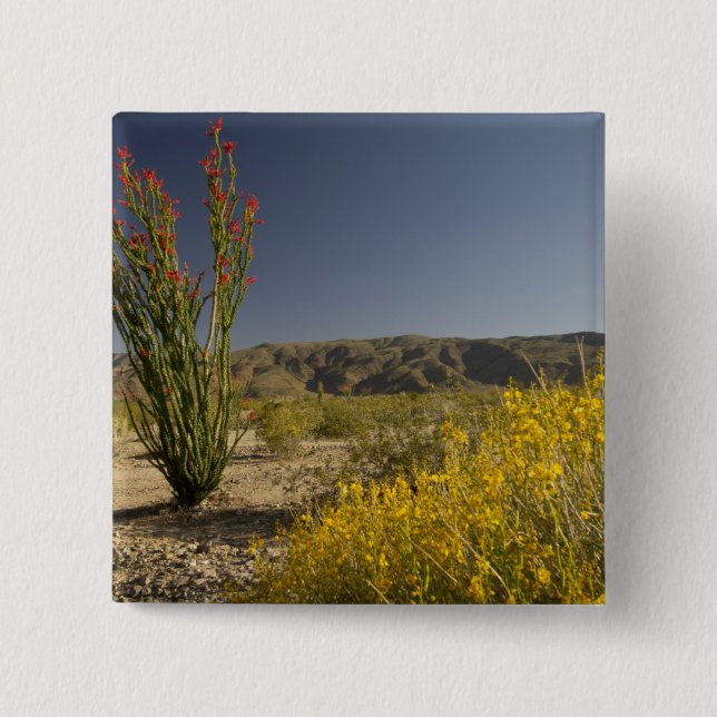 Ocotillo and desert senna pinback button (Front)
