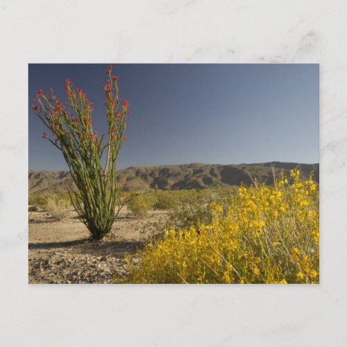 Ocotillo and desert senna postcard