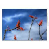 Ocotillo Blooms (Front Horizontal)