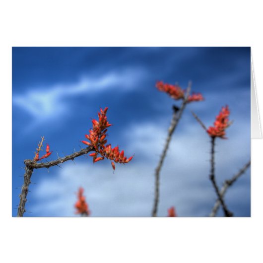 Ocotillo Blooms Cards (Front Horizontal)