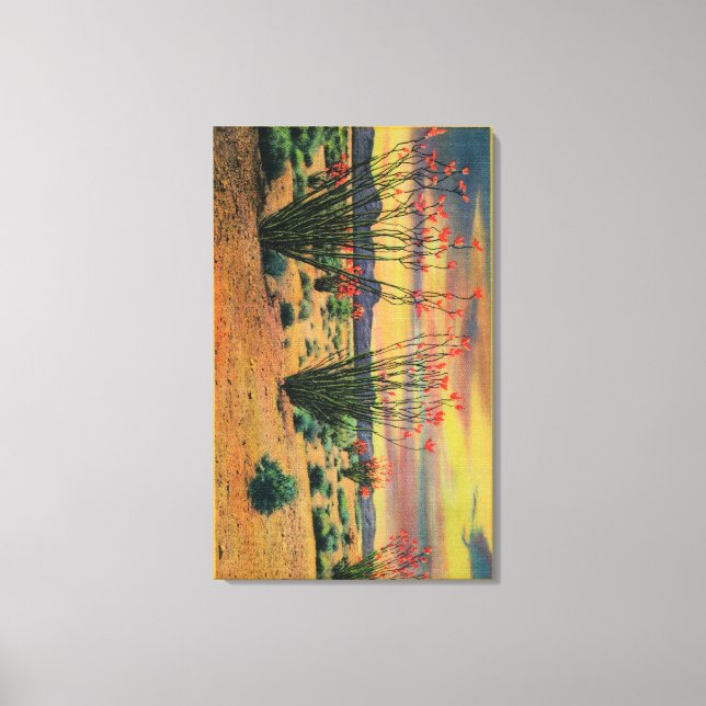 Ocotillo Flowers in Bloom, California DesertStat Canvas Print (Front)