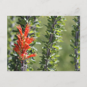 Ocotillo in Bloom Postcard