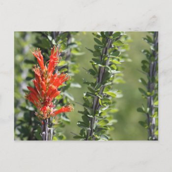Ocotillo In Bloom Postcard by poozybear at Zazzle