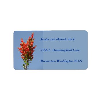 Ocotillo Plant Label by Brookelorren at Zazzle