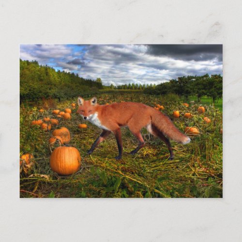 October Fox Postcard