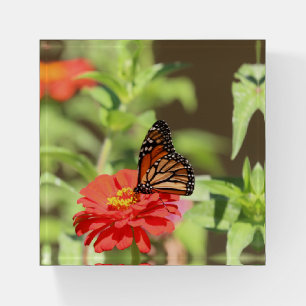 October Monarch Paperweight