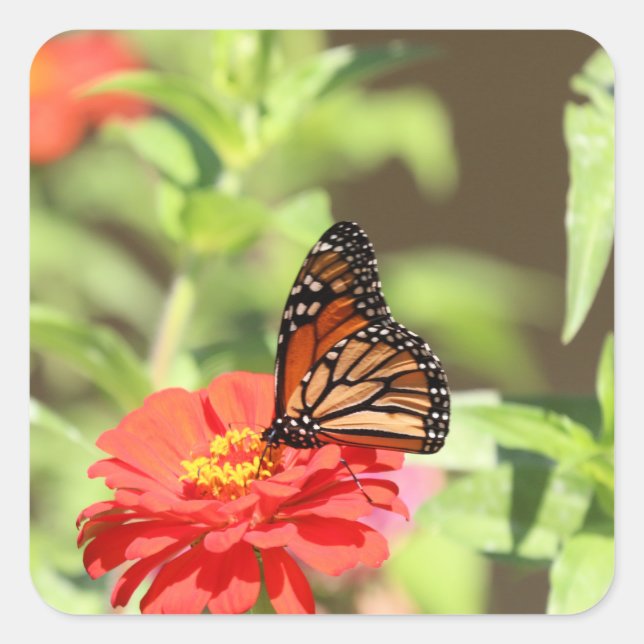 October Monarch      Square Sticker (Front)