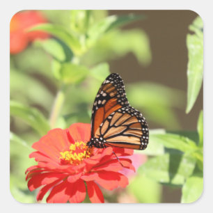 October Monarch      Square Sticker