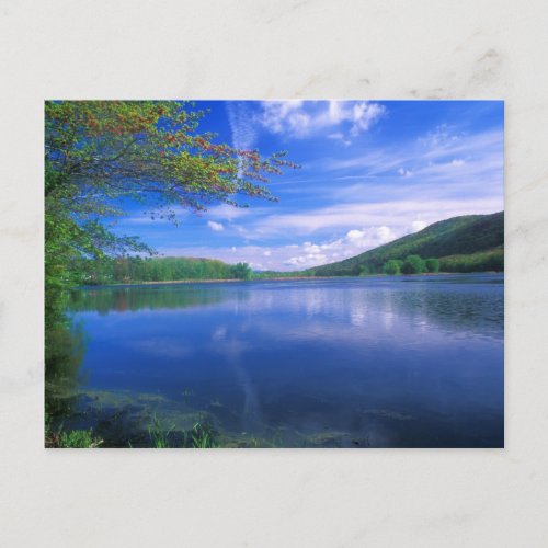 October Mountain State Forest Berkshires Postcard