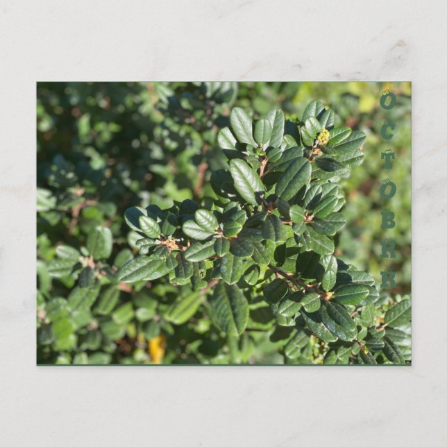 OCTOBER POSTCARD (Front)