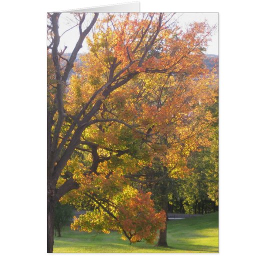 October sugar maple cards (Front)
