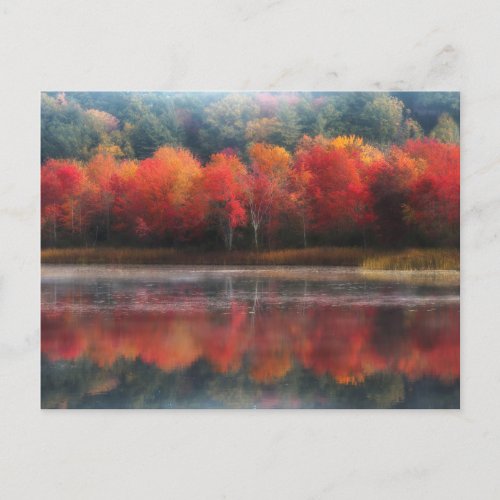 October Trees Postcard