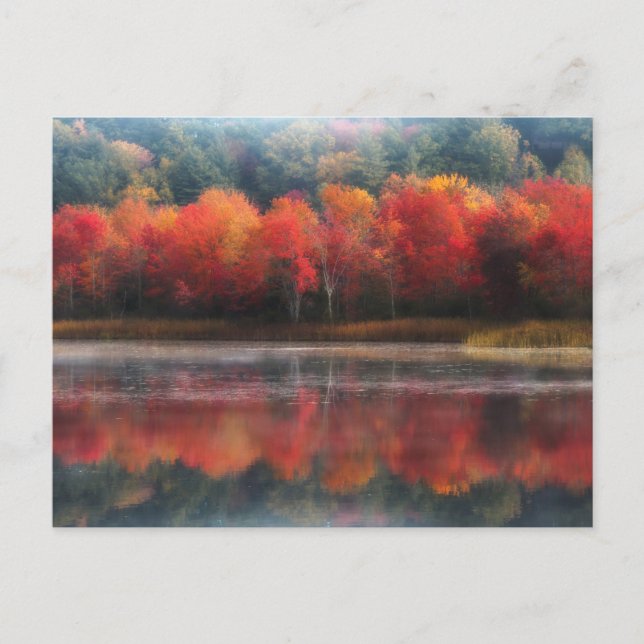 October Trees Postcard (Front)