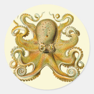 Octopus antique illustration sea monster classic round sticker