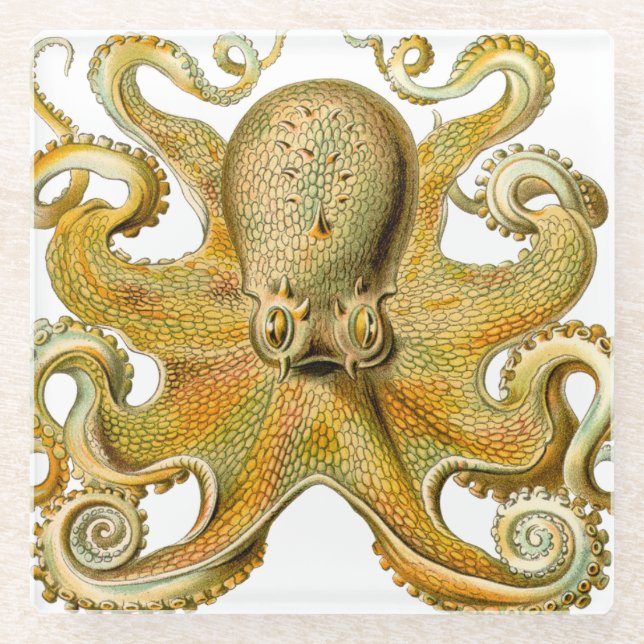 Octopus antique illustration sea monster glass coaster (Front)