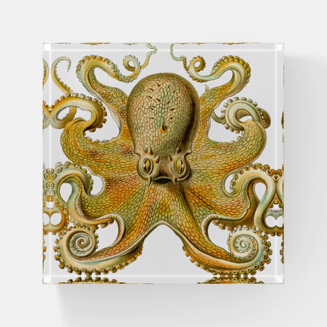 Octopus antique illustration sea monster paperweight (Front)