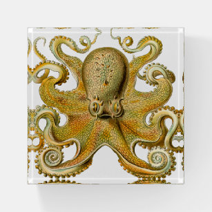 Simpatico Porta Stuzzicadenti Squid Design Ornamento Decoro Organizzatore  di