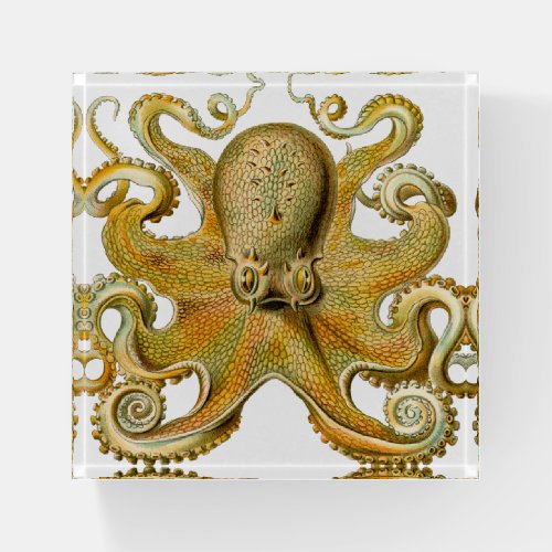 Octopus antique illustration sea monster paperweight