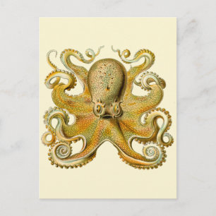 Octopus antique illustration sea monster postcard