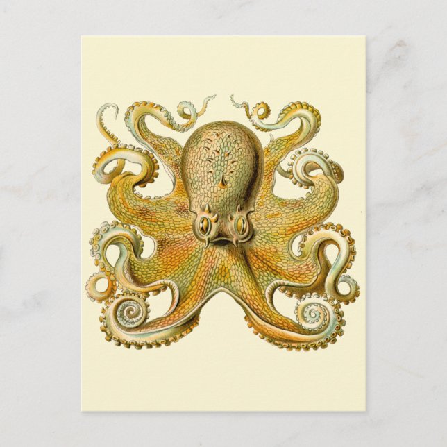 Octopus antique illustration sea monster postcard (Front)