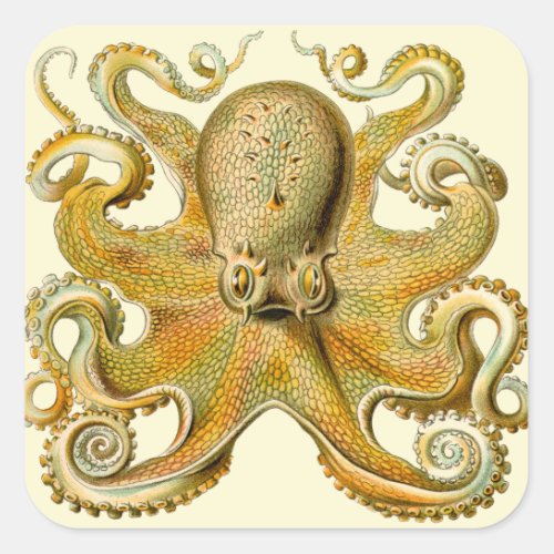Octopus antique illustration sea monster square sticker