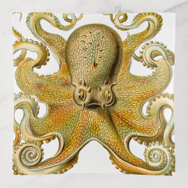 Octopus antique illustration sea monster trinket tray (Front)