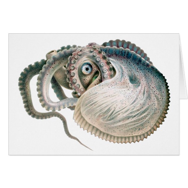 Octopus Argonaut, Vintage Marine Life Animals (Front Horizontal)