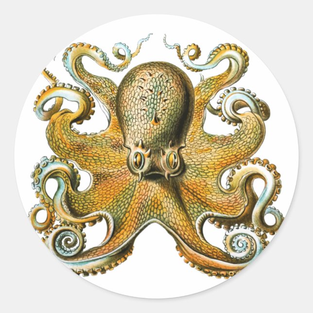 Octopus Drawing Vintage Tentacles Classic Round Sticker (Front)