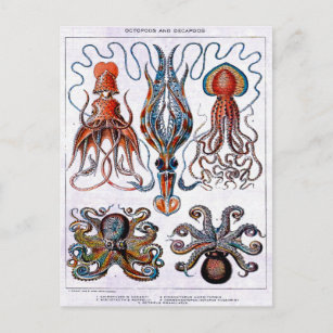 Octopus Educational Plate Postcard