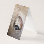 Octopus Eye (Front)