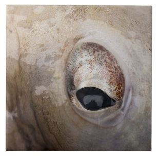 Octopus Eye Ceramic Tile
