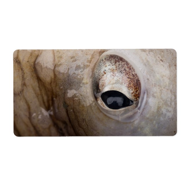 Octopus Eye Label (Front)