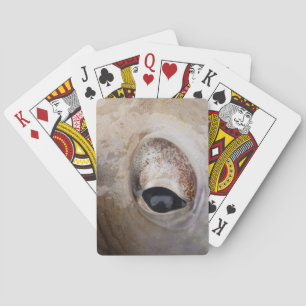 Octopus Eye Poker Cards