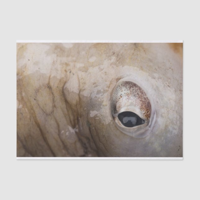 Octopus Eye Tissue Paper (Front)