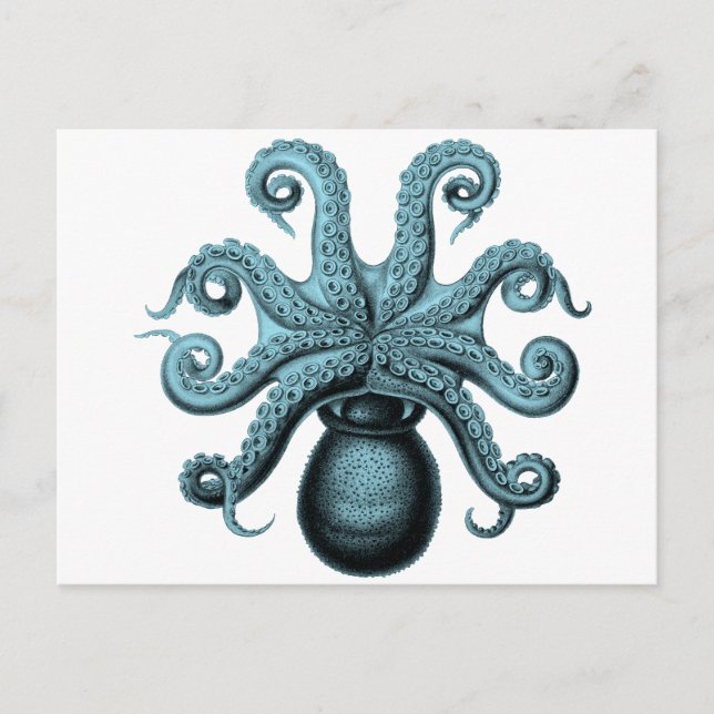 Octopus in Teal Postcard (Front)