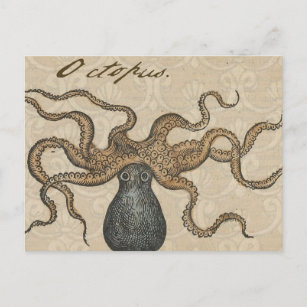 Octopus Kraken Vintage Illustration Postcard