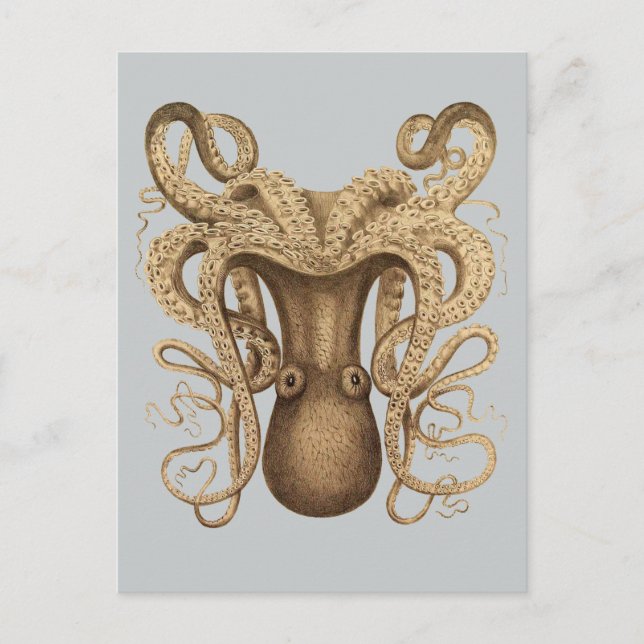 Octopus Marmoratus (Blue) Postcard (Front)