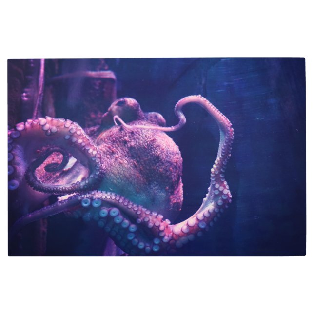 Octopus Metal Print (Front)