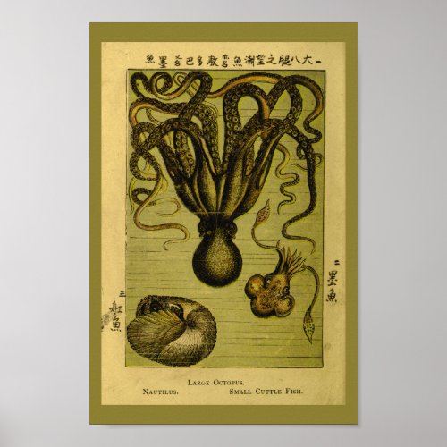 Octopus Nautilus Vintage Sea Creatures Art Print