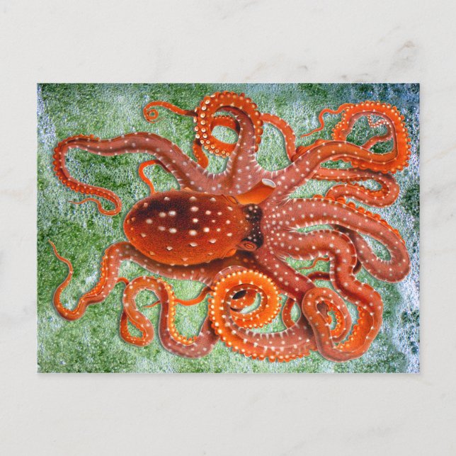 Octopus Ocean Vintage Postcard (Front)