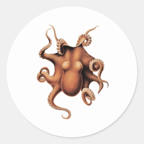 Octopus _ Polyeus levis Hoyle Classic Round Sticker