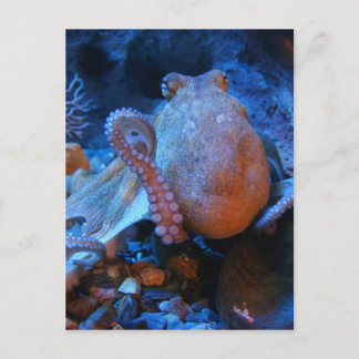 Octopus Postcard