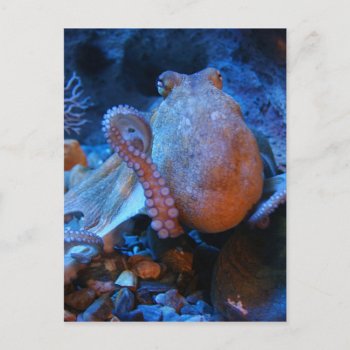 Octopus Postcard by The_Everything_Store at Zazzle