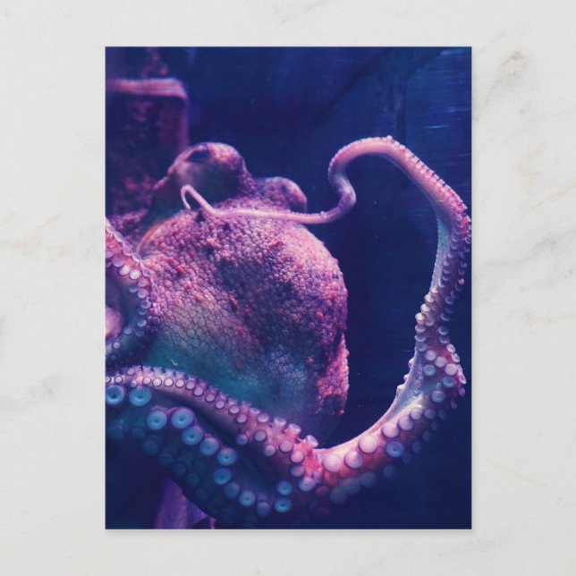 Octopus Postcard (Front)
