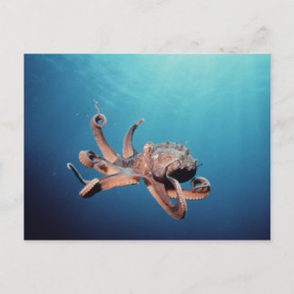 Octopus Postcard