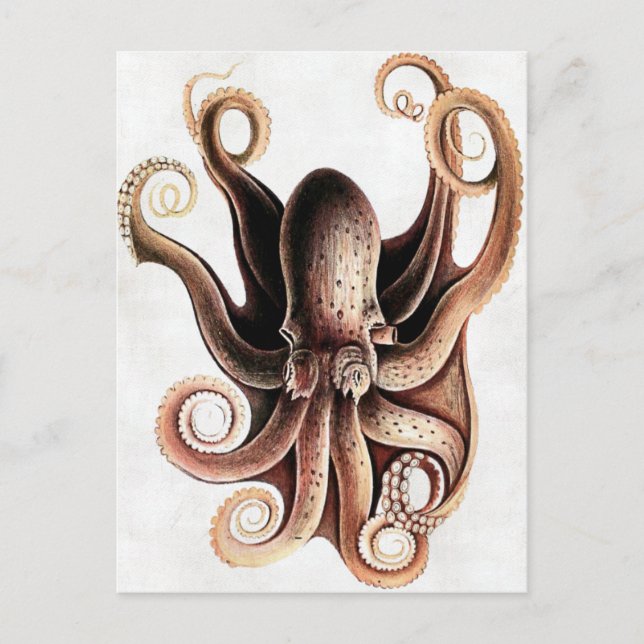 Octopus Postcard (Front)