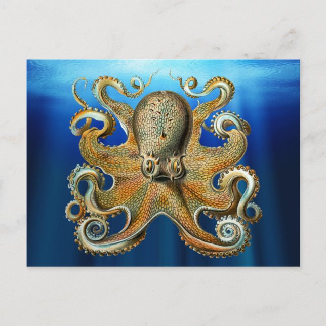 Octopus Postcards (Front)