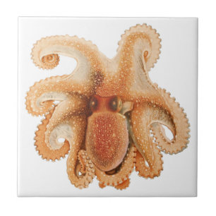 Octopus Salutii, Vintage Marine Aquatic Animals Ceramic Tile